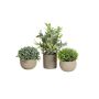 Faux arrangement LAVADA de buis, herbe ornementale, fragon petit-houx, pot décoratif, vert, 12-25cm