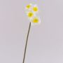 Narcisse artificiel SEPUNY, blanc-jaune, 40 cm, Ø 6 cm