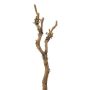 Branche artificielle Bouleau VELTON avec des lichens, brun, 60cm