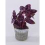 Plante artificielle basilic POLINDA dans un pot décoratif, rouge bordeaux, 26 cm