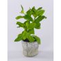 Plante artificielle basilic POLINDA dans un pot décoratif, vert, 26 cm