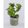 Plante artificielle menthe POLINDA dans un pot décoratif, vert, 26 cm