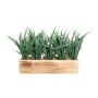 Herbe décorative Roseau WENMAL dans un bac en bois, vert, 30x9x23cm