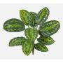 Plante artificielle Calathea Medaillon FLEURETTA, tige, vert-jaune, 50 cm