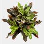 Plante artificielle « Wunderstrauch HARTMUTE », tige, difficilement inflammable, multicolore, 50 cm