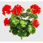 Fleur artificielle géranium OTTAVIA sur tige, crossdoor, rouge, 40 cm
