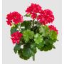 Fleur artificielle géranium OTTAVIA sur tige, crossdoor, rose, 40 cm