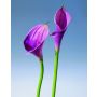 Arum artificiel SUSANA, lilas-violet, 70cm, 8x12cm