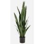 Sansevieria artificielle ELSAWU, verte, 140 cm