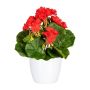 Fleur décorative Géranium CRONVEL, pot en céramique, crossdoor, rouge, 25cm