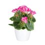 Fleur décorative Géranium CRONVEL, pot en céramique, crossdoor, rose fuchsia, 25cm