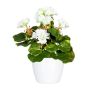 Fleur décorative Géranium CRONVEL, pot en céramique, crossdoor, blanc, 25cm