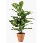 Plante artificielle Dieffenbachia ELSAWA dans un pot en terre cuite, verte, 65 cm