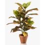 Plante artificielle croton ISKANDAR dans un pot en terre cuite, multicolore, 65 cm