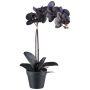 Fleur décorative Orchidée Phalaenopsis ZEMFRAL, pot décoratif, racines, noir, 50cm