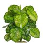 Fausse plante Calathea Orbifolia BLAHEN, tige, verte, 50 cm