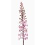 Fleur artificielle « bougie des steppes » SCHENRA, rose, 95 cm