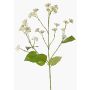 Fleur artificielle Eupatorium KORALIA, crème, 80cm