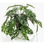 Philodendron décoratif Monstera Deliciosa TREVYN, 55cm