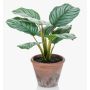 Plante artificielle Calathea Orbifolia ESMIE en pot de terre cuite, vert-blanc, 30cm