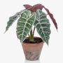 Faux Alocasia Sanderiana GARCIA, pot en terre cuite, vert-blanc, 30cm