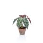 Faux Alocasia Sanderiana GARCIA, pot en terre cuite, vert-blanc, 30cm