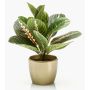 Plante artificielle Maranta SITULA, pot en céramique doré, vert-rouge, 30cm