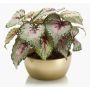 Bégonia artificiel KATRICE, coupe en céramique dorée, violet-vert, 25cm