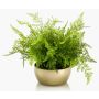 Fougère artificielle HANNU, coupe en céramique dorée, vert, 40cm, Ø45cm