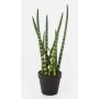 Sansevieria Cylindrica artificiel AIDANA, vert-jaune, 40cm