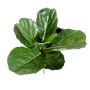 Ficus lyrata artificiel ATIKA sur piquet, vert, 60cm