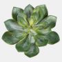 Echeveria pelusida en plastique CURSA sur piquet, vert, 15cm