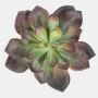 Echeveria pelusida en plastique CURSA sur piquet, rouge-vert, 15cm