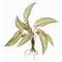 Plante artificielle Calathea Ornata ASAGI, piquet, racines, vert-rouge, 40cm