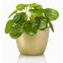 Pilea Peperomioide artificiel SYBIL, pot en céramique doré, vert, 13cm
