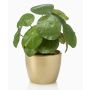 Pilea Peperomioide artificiel SYBIL, pot en céramique doré, vert, 20cm