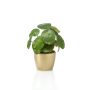 Pilea Peperomioide artificiel SYBIL, pot en céramique doré, vert, 20cm