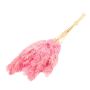 Botte de roseau séché DONJETA, rose, 70-80cm, Ø15cm