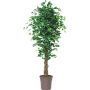 Ficus Benjamina artificiel EDILIO, troncs en bois véritable, vert-blanc, 150cm - Made in Italy