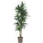 Dracaena Fragrans artificiel KANDIDA, troncs naturels, vert-blanc, 150cm - Made in Italy
