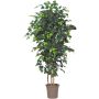Ficus Benjamina décoratif LEONORET, troncs en bois véritable, vert, 225cm - Made in Italy