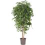 Ficus Benjamina artificiel LUDGARDIS, troncs naturels, vert, 150cm - Made in Italy