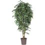 Ficus Benjamina artificiel LUDGARDIS, troncs naturels, vert-blanc, 175cm - Made in Italy