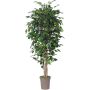 Ficus Benjamina artificiel LEVANTA, troncs naturels, vert, 225cm - Made in Italy