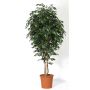 Ficus Benjamina artificiel LEVANTA, troncs naturels, vert, 275cm - Made in Italy