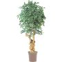 Faux Ficus Benjamina AURELIANO, tronc naturel, vert-blanc, 200cm - Made in Italy