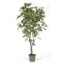Ficus Benjamina décoratif BASILIO, troncs en bois véritable, vert-blanc, 180cm - Made in Italy