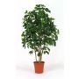 Schefflera artificiel NANETTE, troncs en bois véritable, vert, 150cm - Made in Italy