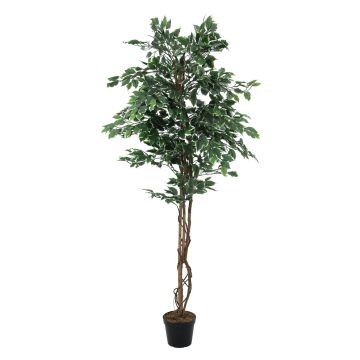 Ficus benjamina artificiel JACOPO, vrais troncs, vert-blanc, 180cm Ficus benjamina artificiel JACOPO, vrais troncs, vert-blanc, 180cm