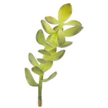 Crassula artificiel KOSMA, piquet, crossdoor, vert, 30cm, Ø10cm Crassula artificiel KOSMA, piquet, crossdoor, vert, 30cm, Ø10cm